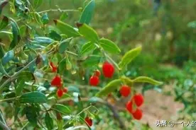 农村一种野草，人们称它为“地仙”，果实可以吃，叶子的作用更大图片