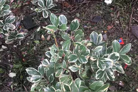 小区草木观赏图片