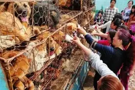 偷狗贼最喜欢遇到的6种狗，容易“下手”，看紧好你家爱犬了图片
