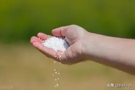 尿素直接撒施等于撒钱？掌握正确的施肥方式，养分利用率翻倍图片