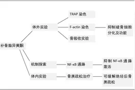 补骨脂异黄酮抑制破骨细胞分化缓解小鼠去卵巢骨质疏松图片