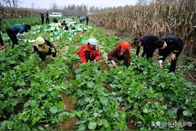 种植萝卜、胡萝卜把好四关，根茎长得大还光滑，口感好又丰产图片