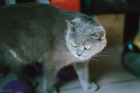 宠物托运从深圳到长沙一只蓝猫的托运历程全曝光图片