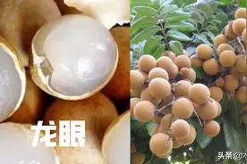 龙眼喜欢什么肥料，叶面喷洒什么肥料膨大快，桂圆如何施肥图片