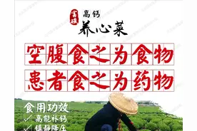 富碳高钙养心菜多元应用——鲜菜食用、制作主食图片
