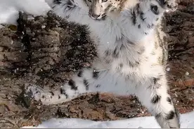 为什么说雪豹是最沙雕的猫科动物图片