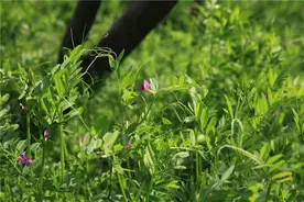 一种土生土长、适应性强、能诱引蚜虫的果园生草品种图片