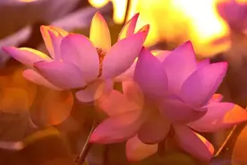 妻子越柔，丈夫越旺！老婆脾气越多，丈夫就会越衰图片