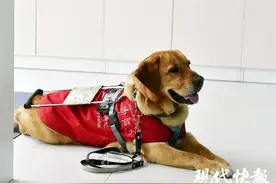 南京2万多盲人只有4只导盲犬！为何导盲犬在国内“一狗难求”？图片