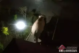 偶有野象出没！云南这些地区高速路上请谨慎慢行、观察通过图片