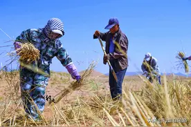最难修的沙漠公路：在流沙中修路446公里，绿化带宽达78米图片