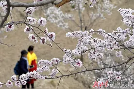 千树万树杏花开 东乡唐汪等你来图片