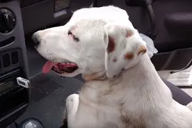 陌生狗狗突然跳上自己的车，还呼呼大睡，你也太自来熟了图片