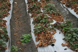 草莓突然死棵，原来是黄萎病惹的祸！预防在先是关键！记住这6点图片