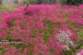 环江八戒山公园200多亩桃花怒放 邀您一起"云赏花"图片