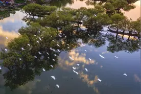 野生动物保护|林长制带动安徽野生动物保护升级图片