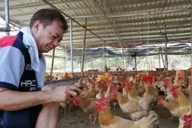 在中国种米养鸡成“亿万富翁”？阿灿廖伟雄：爱怎么说就怎么说图片