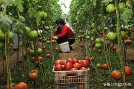 种植蔬菜瓜果别忽略这三种肥料，结果多还不掉，产量多出一倍图片