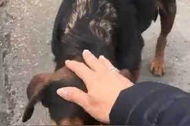 好心人喂养流浪母狗，狗狗生下孩子后，用自己的孩子来报答好心人图片