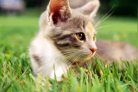 猫咪不吐毛球？教你一招，那就是多吃猫草，猫咪会主动吐出毛球图片