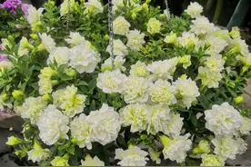 8种重瓣矮牵牛，花美若牡丹，栽培容易，阳台养一棵，三季有花看图片