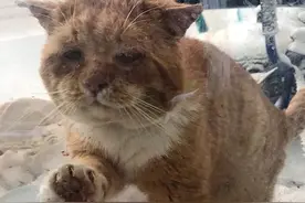 橘猫一脸悲伤站在雪地里，拍打着一扇玻璃门：放我进去暖和暖和吧图片