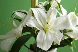 百合花为什么会不开花图片