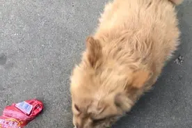 网友捡了只狗，它的行为很古怪，感觉像是只“耗子”图片