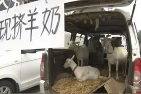 两岁幼童喝现挤羊奶，染病上热搜！这种"新鲜"真的不安全图片