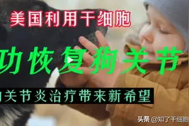 美利用干细胞成功恢复狗关节 未来人类或不再有关节炎的痛苦图片