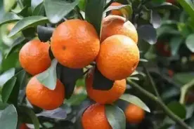 柑橘植保周（一）丨春季病虫泛滥怎么办，看看这几种药，防治虫害图片