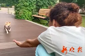 哈市这条奇丑小狗接“死亡诊断”，被埋4天后，竟爬了3.5公里回到“家”…图片