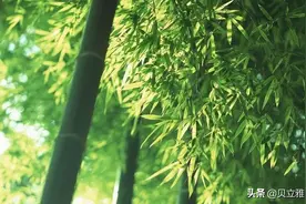 吸附净化、抗氧化、美容保健......竹炭原来还有这些功效图片