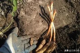 这就是珍贵的“野生天麻”，请记住它的样子，山中遇见，不要错过图片