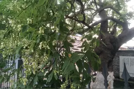 “南柯一梦”里的古槐“满血”了图片