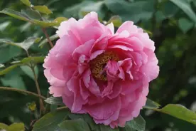 花开——是最美的时节图片