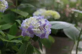 绣球花又调蓝失败了，PH试纸显示酸度为4了都还是调蓝失败图片