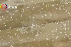 大雪节气刚过 云南多地迎来暴雨冰雹加降雪视频封面