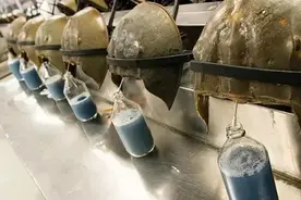 地球上唯一血液蓝色的生物，活了4亿多年，救了人类却救不了自己图片