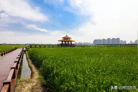 揭秘小站稻“出圈之道”——“小站稻国家地理标志产品保护示范区”获批筹建！图片
