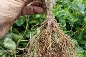 根是植物的命脉，生根一定要谨慎，一不小心用了生根刺激素吃大亏图片
