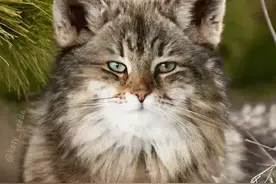 把猫脸P在人身上后，网友：有鬼啊图片