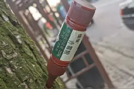 许昌生活知识：街头杨树为啥插着瓶子?图片