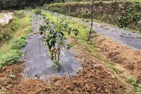 防草布真能防草么？如何正确使用，效果更佳？图片