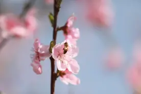 榴乡峄城 | 勤勉的小蜜蜂与养蜂人图片