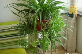 吊兰长疯了控制不住，一剪刀下去变得漂亮完美图片