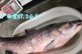 174斤！千岛湖青鱼王被人钓起，可能价值5万，网友：为何不放生？图片