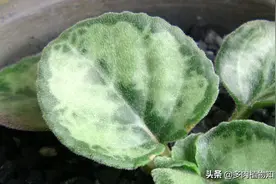 大神家的永福报春苣苔，记录中国特有种植物的成长图片