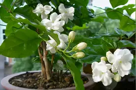 有所不知的茉莉花，当30天“造花期”之后赶紧采摘别手软图片
