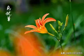 初夏且看忘忧草图片